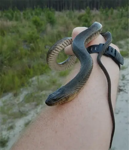 Preventing Florida Green Water Snakes