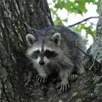 Raccoon Small