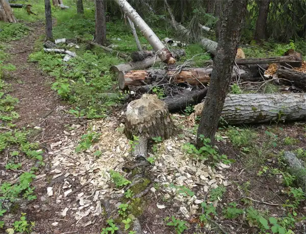 Beaver Damage showcasing the need for beaver control and trapping