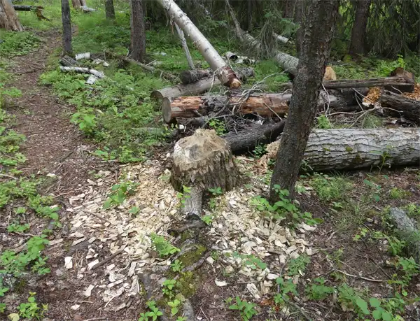 Severe Beaver Damage Beaver Damage showcasing the need for beaver control and trapping
