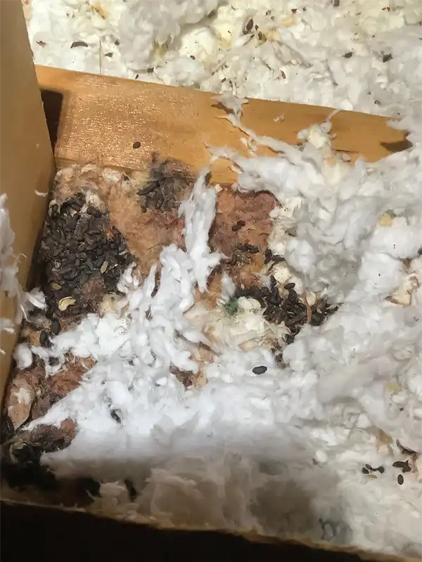 Sign of Rodents Droppings such as this is a major sign of Rats, showing the need for Rat Removal, and rat control