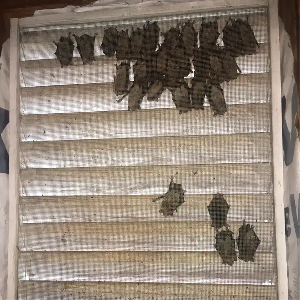Bats found in Florida Attics such as these, are main concerns and needs immediate Bat Removal