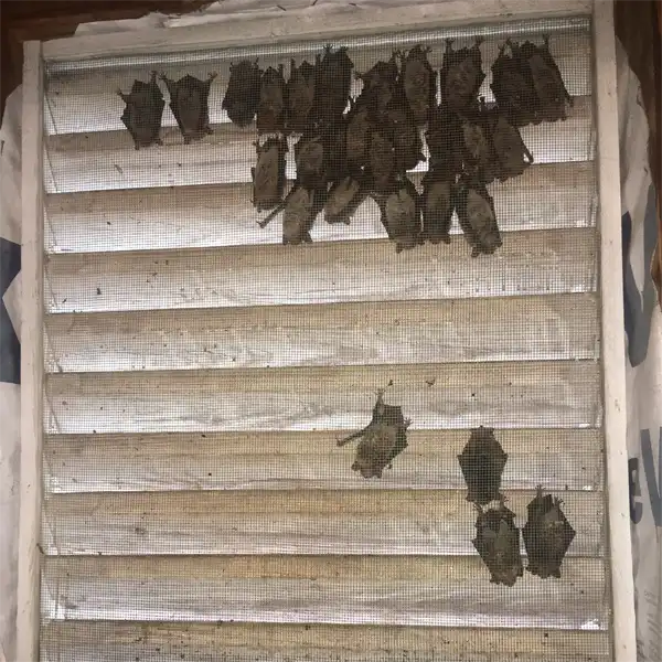 Signs of Bats in Your Home Bats found in Florida Attics such as these, are main concerns and needs immediate Bat Removal