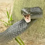 Image Showing Orange County Snake Removal