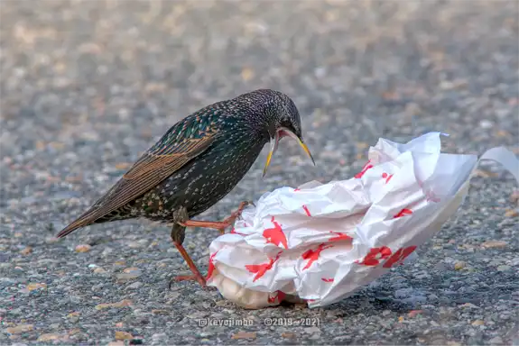 Starling Feeding on trash