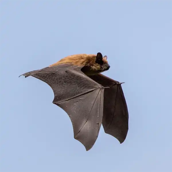 The Big Brown Bat