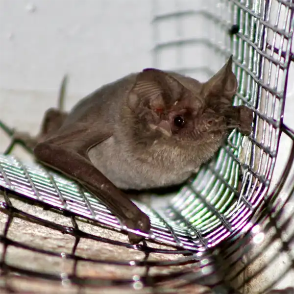 The Brazilian Free-Tailed Bat