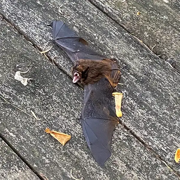 The Evening Bat