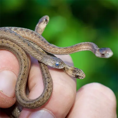 The Florida Brownsnake Small group of harmless brown snakes such as these can be found during Snake Inspection