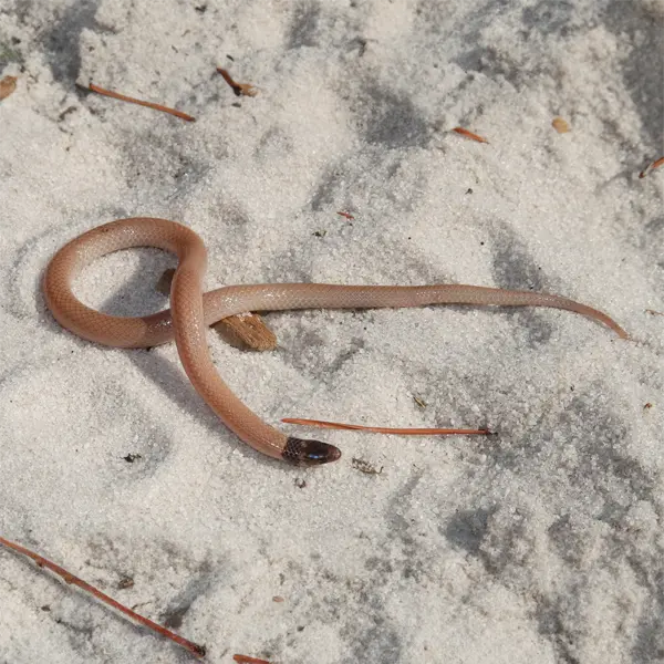 The Florida Crowned Snake