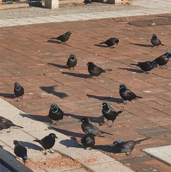 Large Group of Grackles, may seem impossible to do Bird Exclusion, but with our help it will be possible