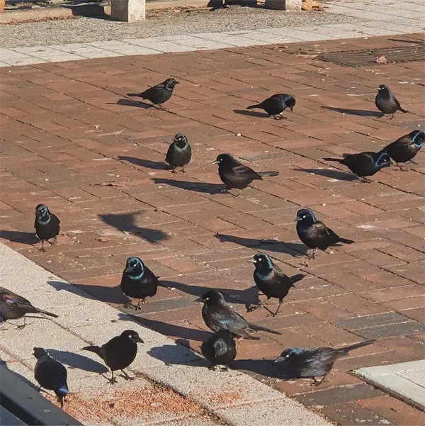The Grackle Overpopulation Issue Large Group of Grackles, may seem impossible to do Bird Exclusion, but with our help it will be possible