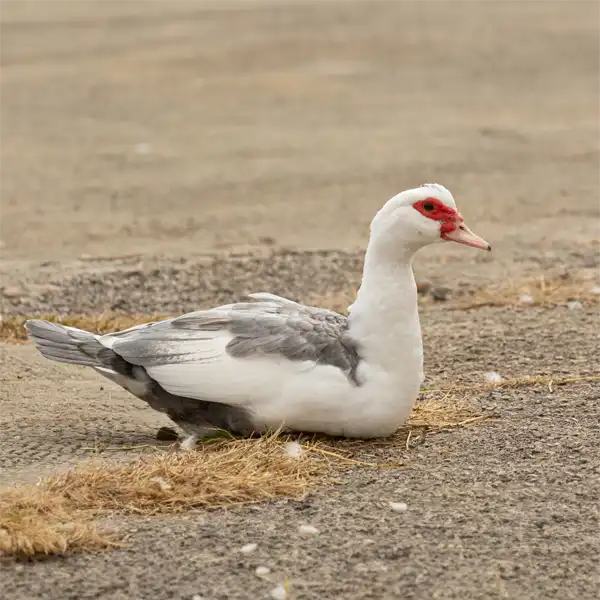 The Muscovy Duck