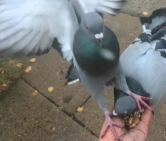 The Pigeon Feeding