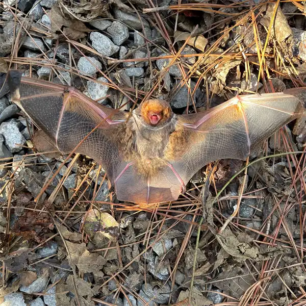 The Seminole Bat