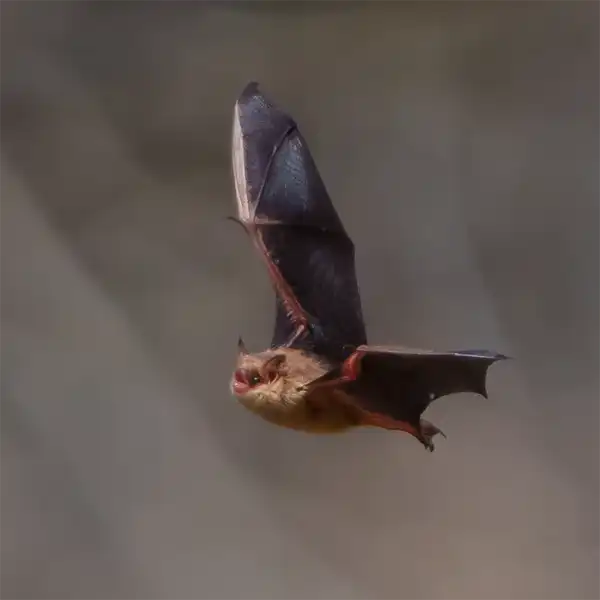 The Tri-colored Bat