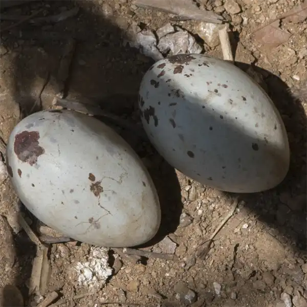 Turkey Vulture Eggs