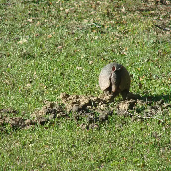 Why Armadillo Removal is Important due to the damage they cause