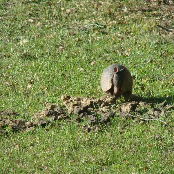 Why Armadillo Removal is Important due to the damage they cause Why Armadillo Removal is Important due to the damage they cause