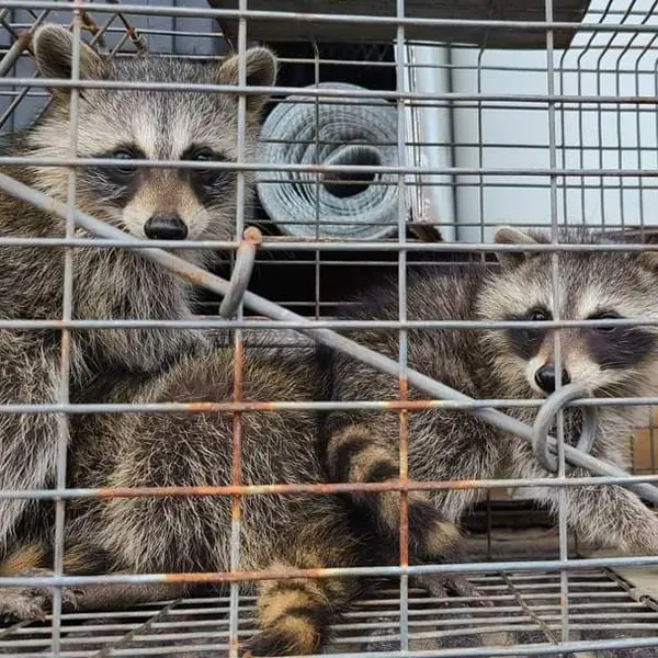 Oak Land Wildlife Trapping