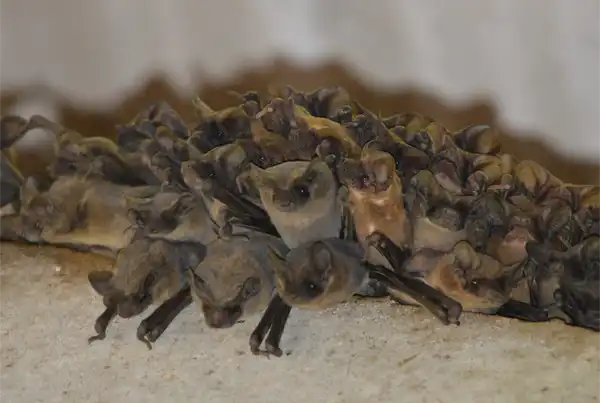 Female Brazilian Free-Tailed Bat