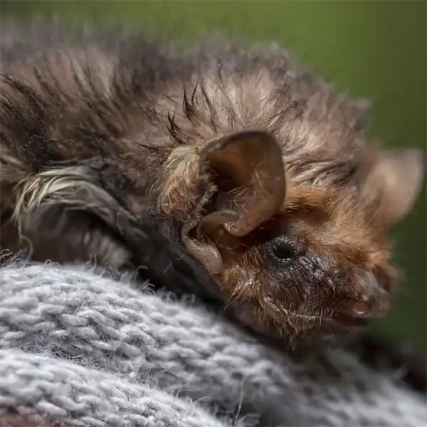 adult Seminole Bat