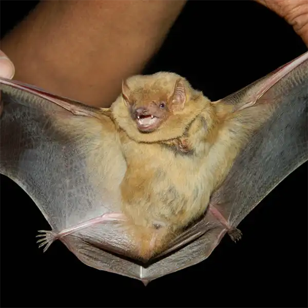 the Northern Yellow Bat