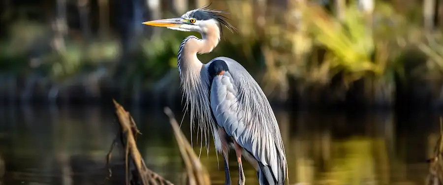Exploring Notable and Common Bird Species in Central Florida